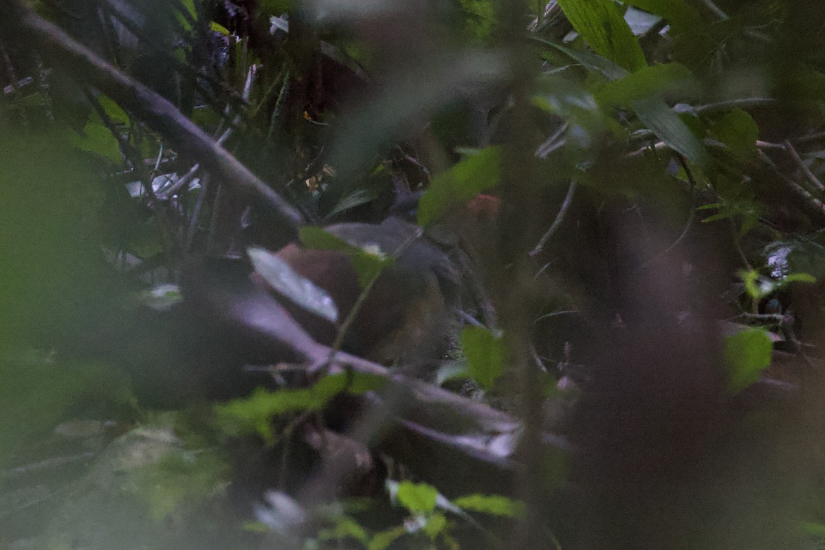 Red-billed Ground-Cuckoo - Ross Gallardy