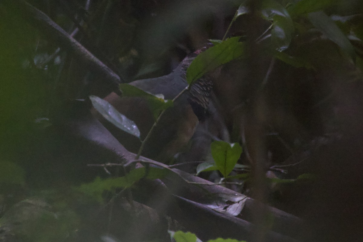 Red-billed Ground-Cuckoo - Ross Gallardy