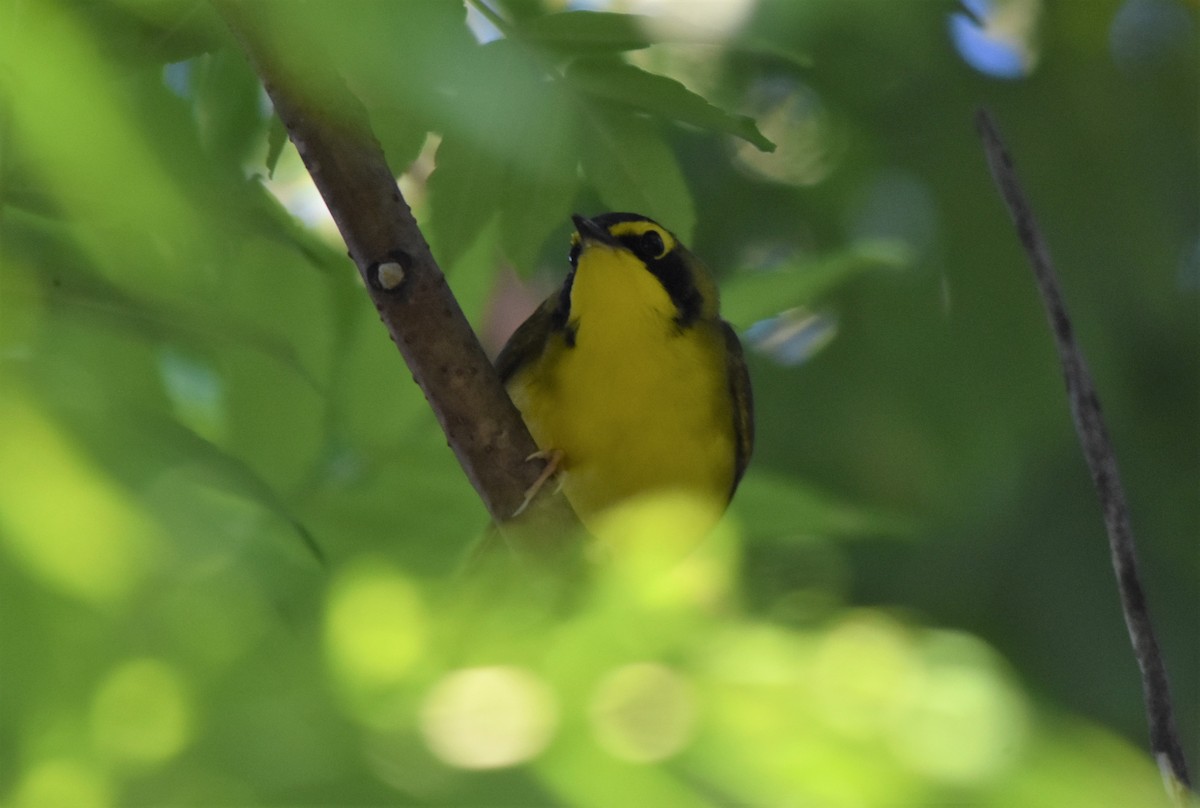 Kentucky Warbler - ML579225391