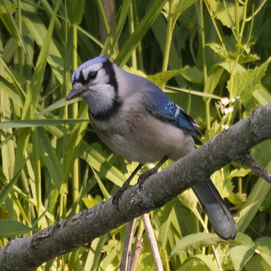 Blue Jay - ML579225661