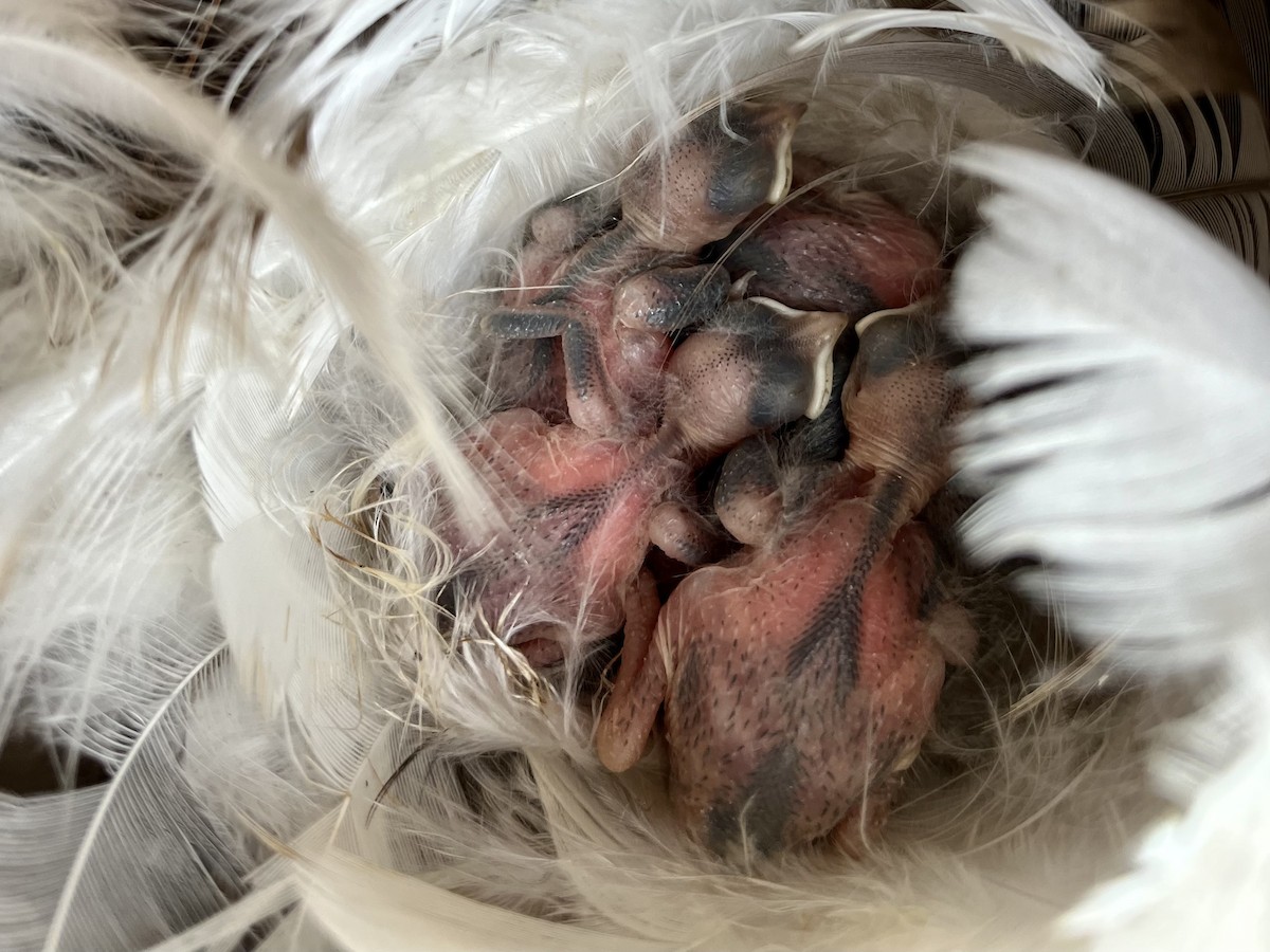 Tree Swallow - JoAnn Dalley