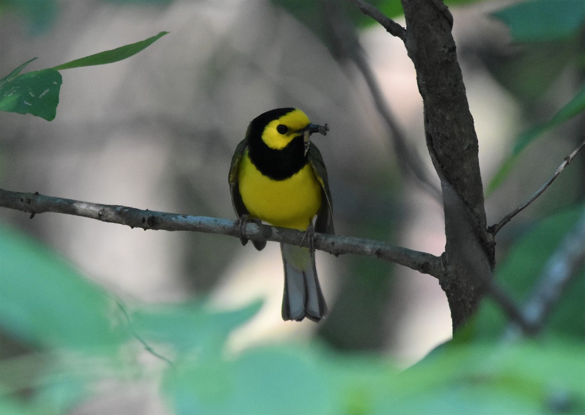 Hooded Warbler - ML579227041