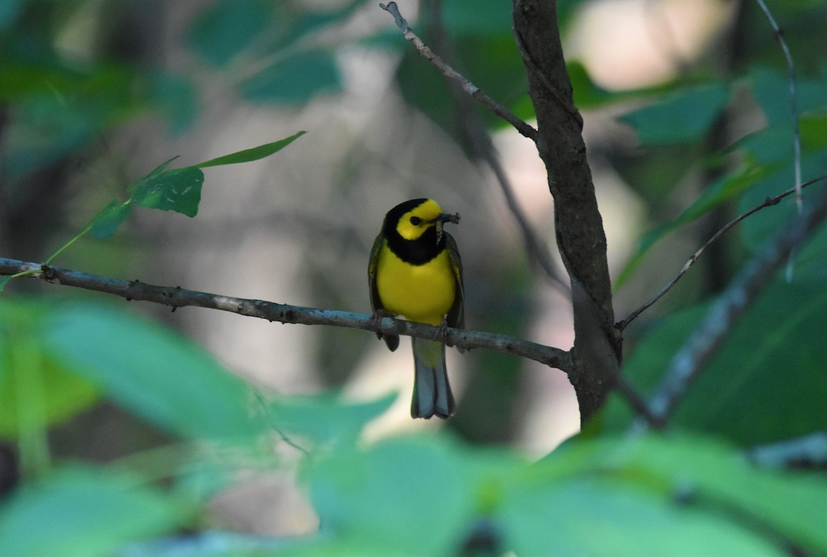 Hooded Warbler - ML579227651