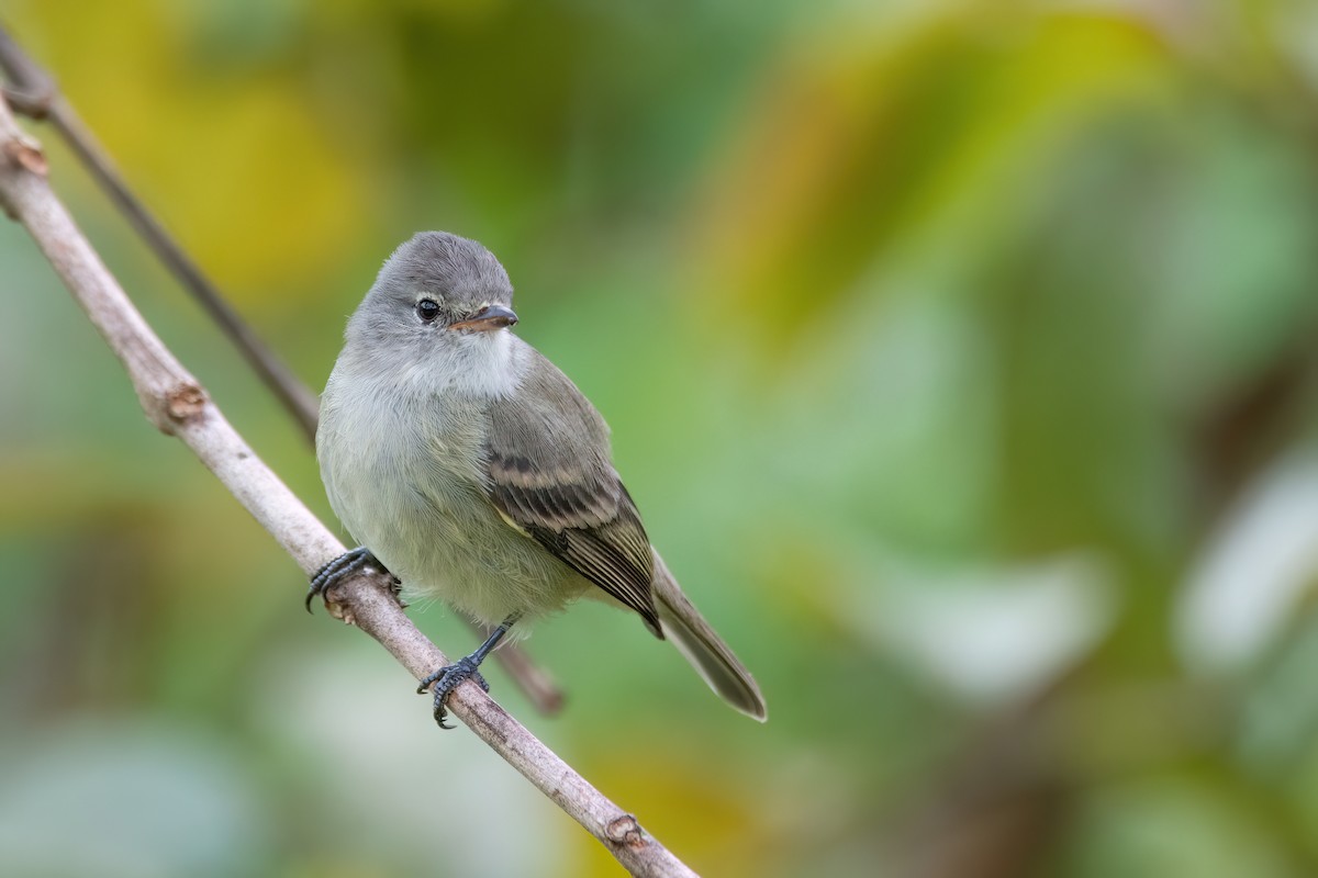 Southern Beardless-Tyrannulet - ML579228081