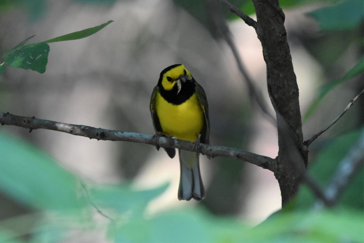 Hooded Warbler - ML579228101