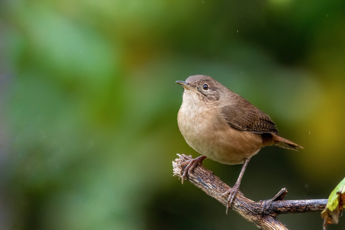 House Wren - Marcos Eugênio Birding Guide