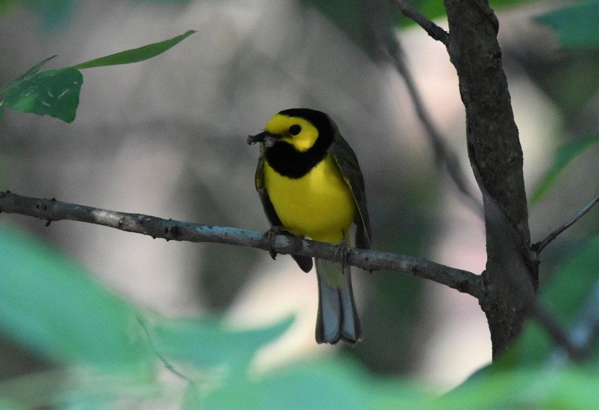 Hooded Warbler - ML579228671