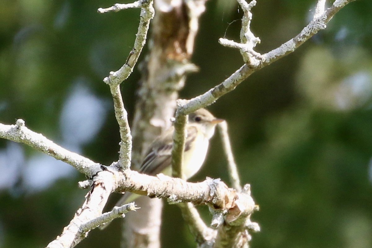 Willow Flycatcher - Dan Rottino