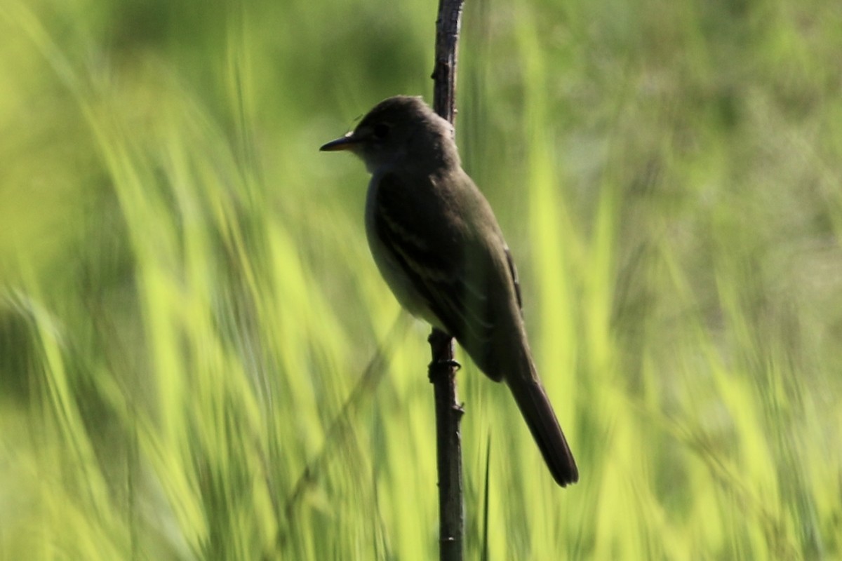 Willow Flycatcher - ML579228811