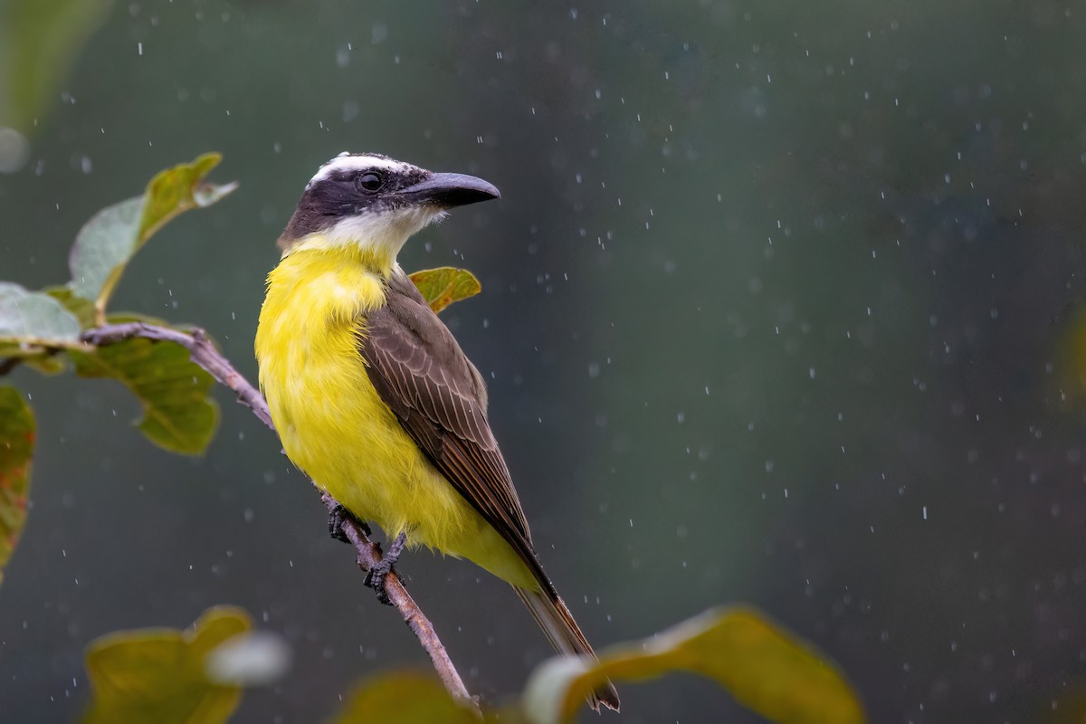 Boat-billed Flycatcher - Marcos Eugênio Birding Guide