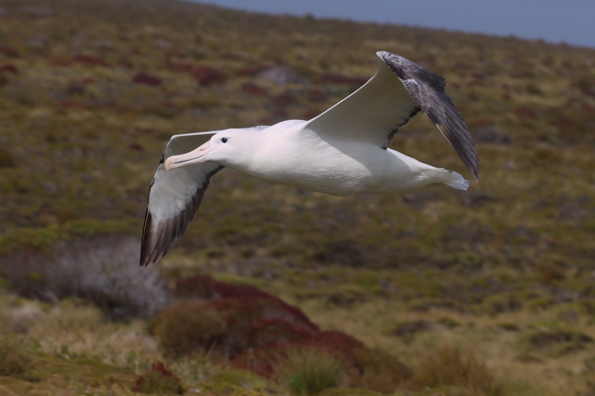 Northern/Southern Royal Albatross - ML579229191