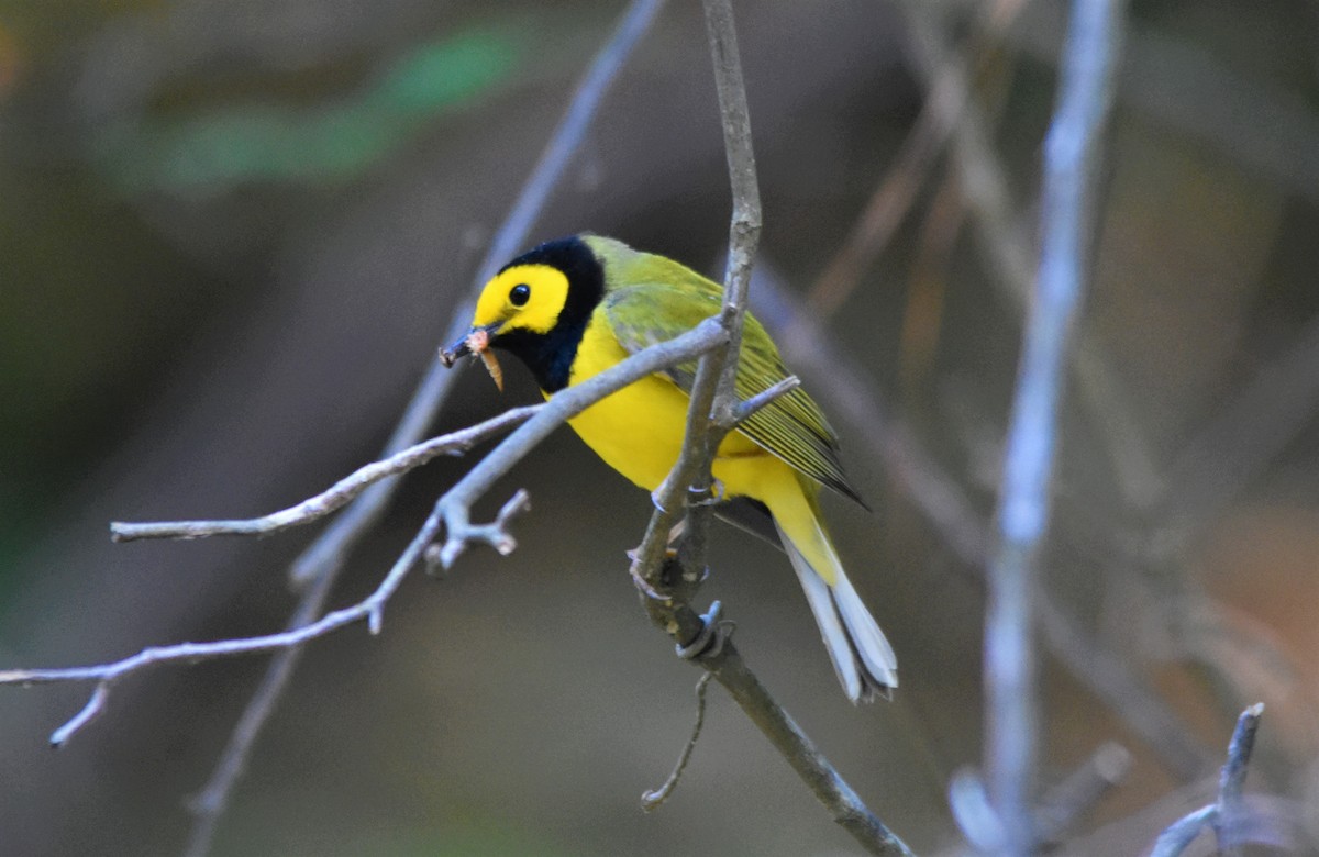 Hooded Warbler - ML579229241