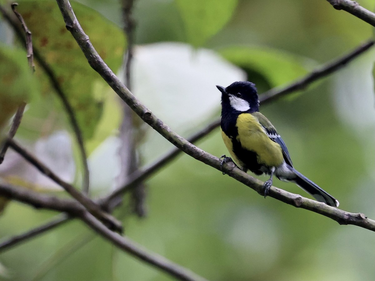 Green-backed Tit - Kay Burkett