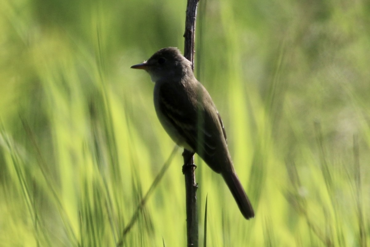 Willow Flycatcher - ML579229571