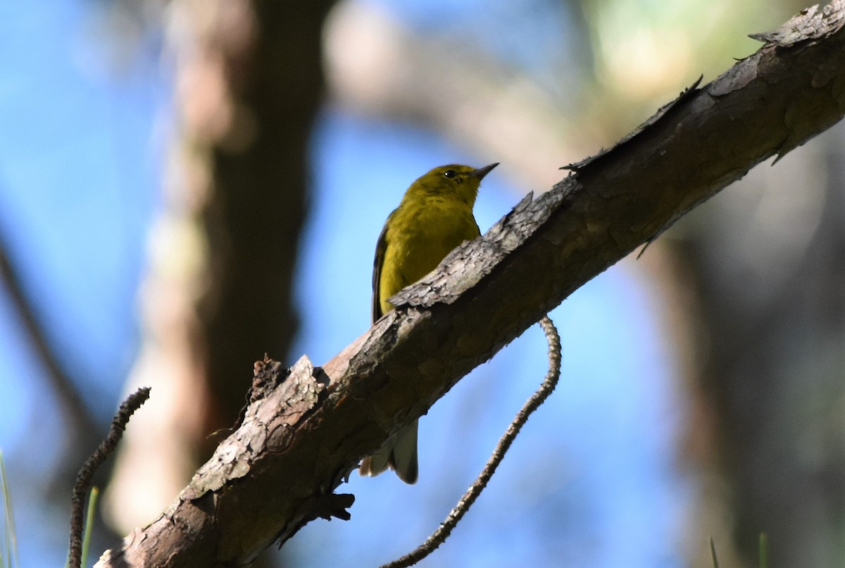 Pine Warbler - ML579229621