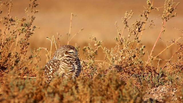 Burrowing Owl (Southern) - ML579229761