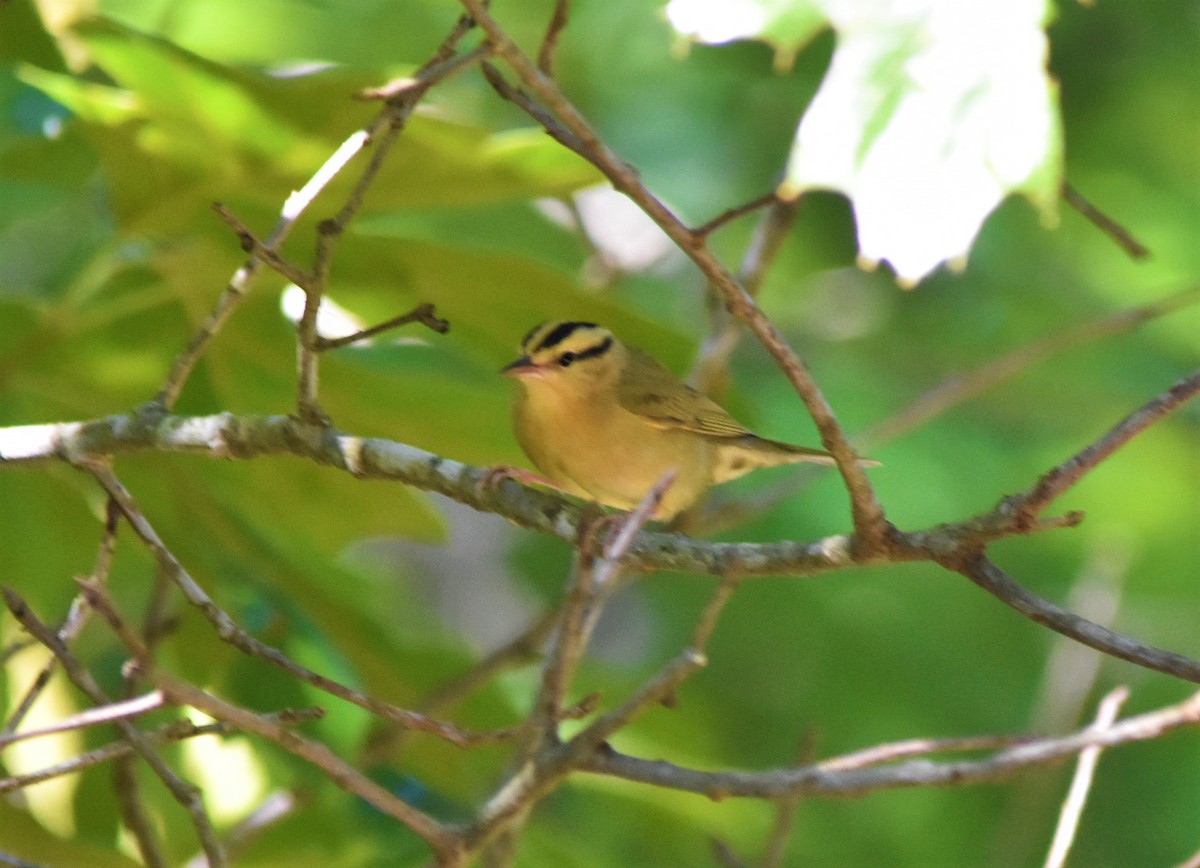 Worm-eating Warbler - ML579229841