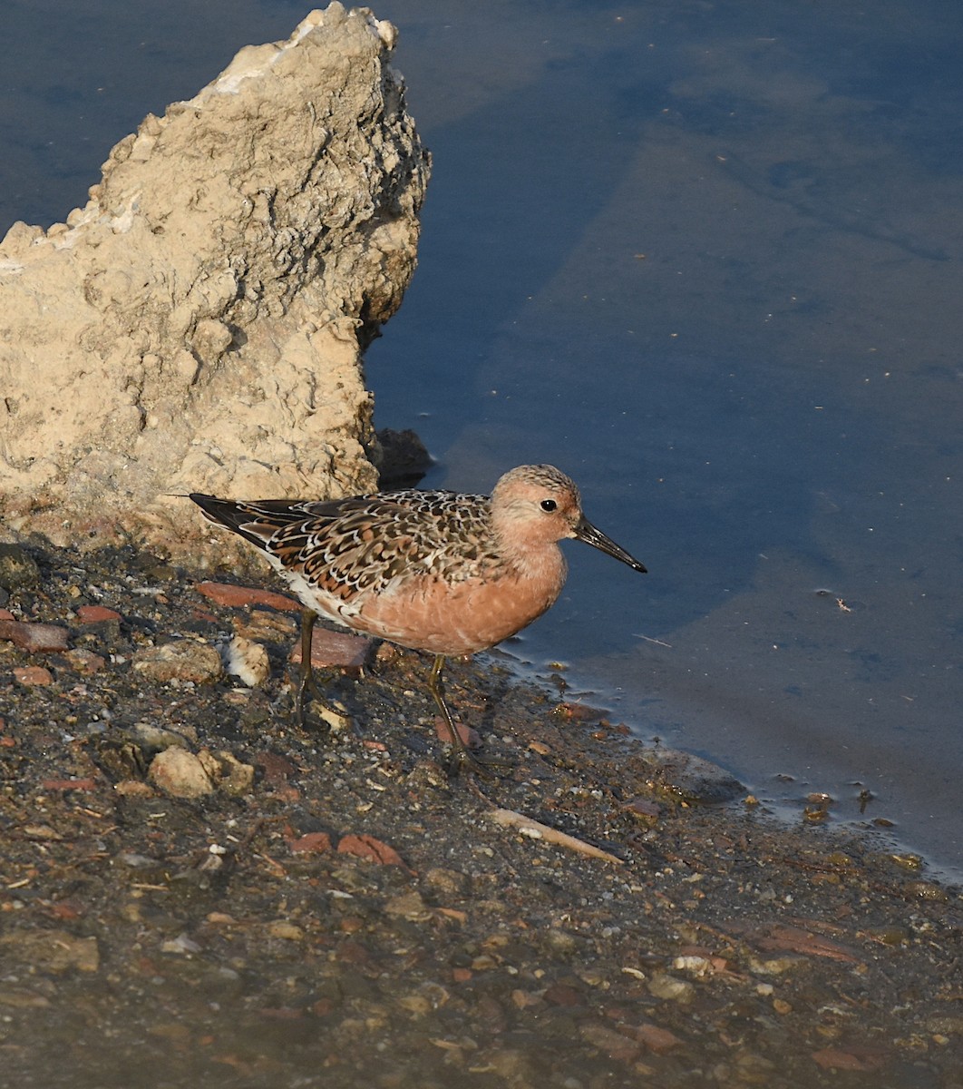 Red Knot - ML579229911