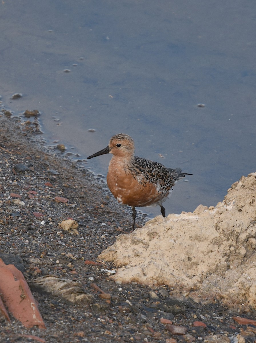 Red Knot - ML579229951