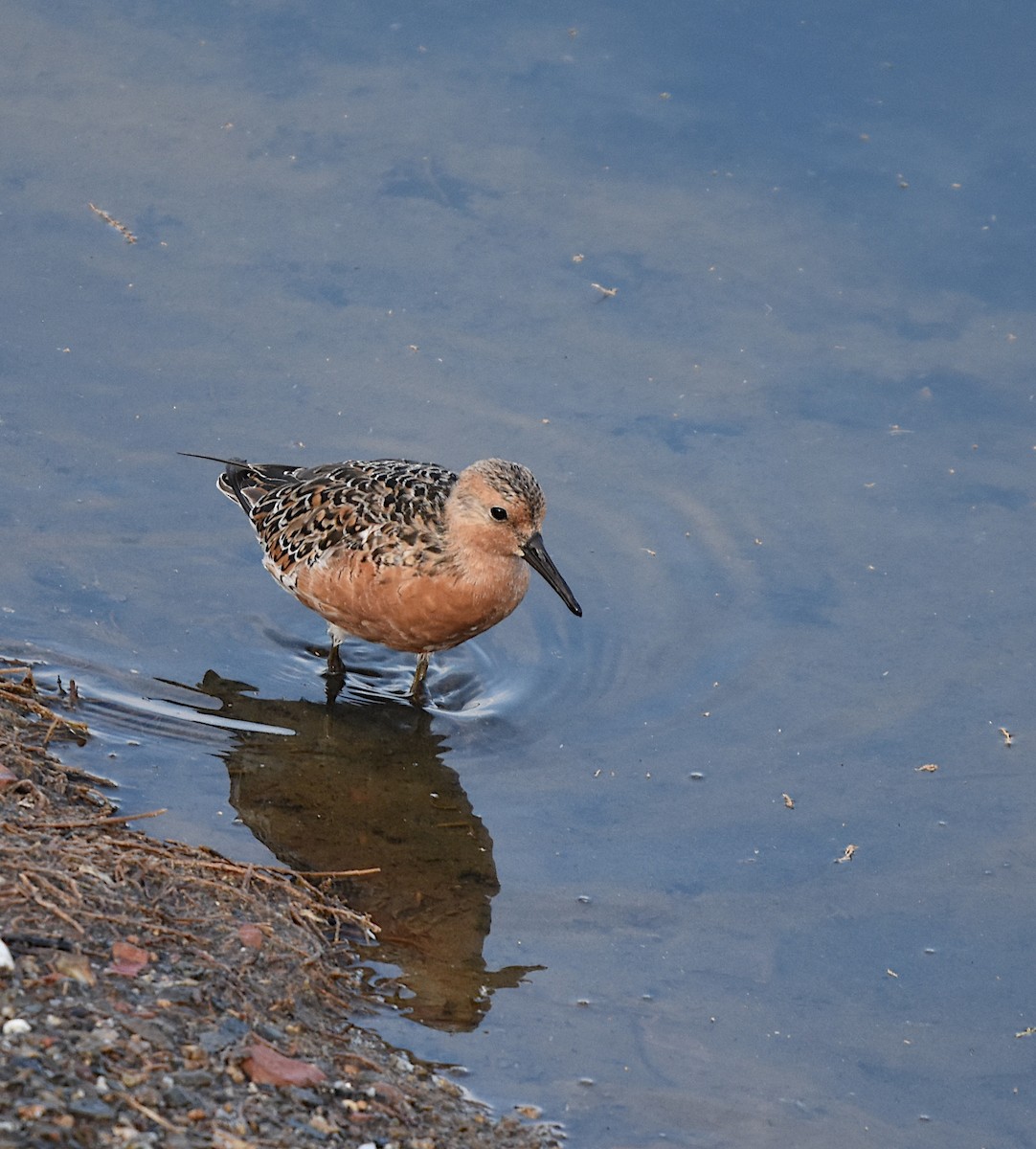 Red Knot - ML579230121