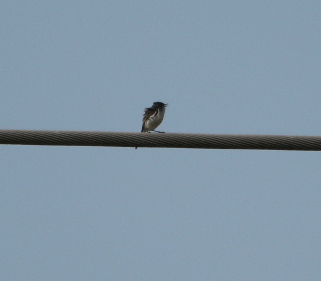 Blue-gray Gnatcatcher - ML579230141