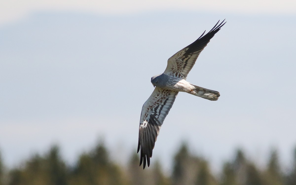 Montagu's Harrier - ML579230341