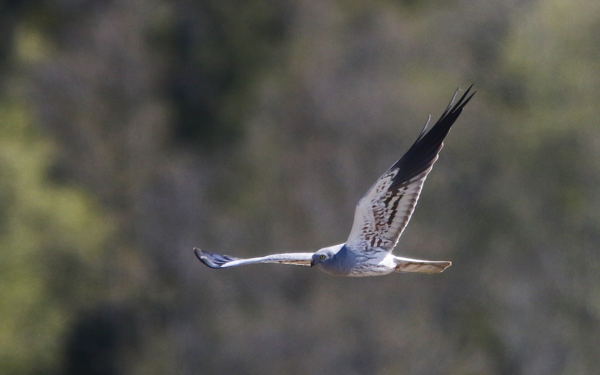 Montagu's Harrier - ML579230351