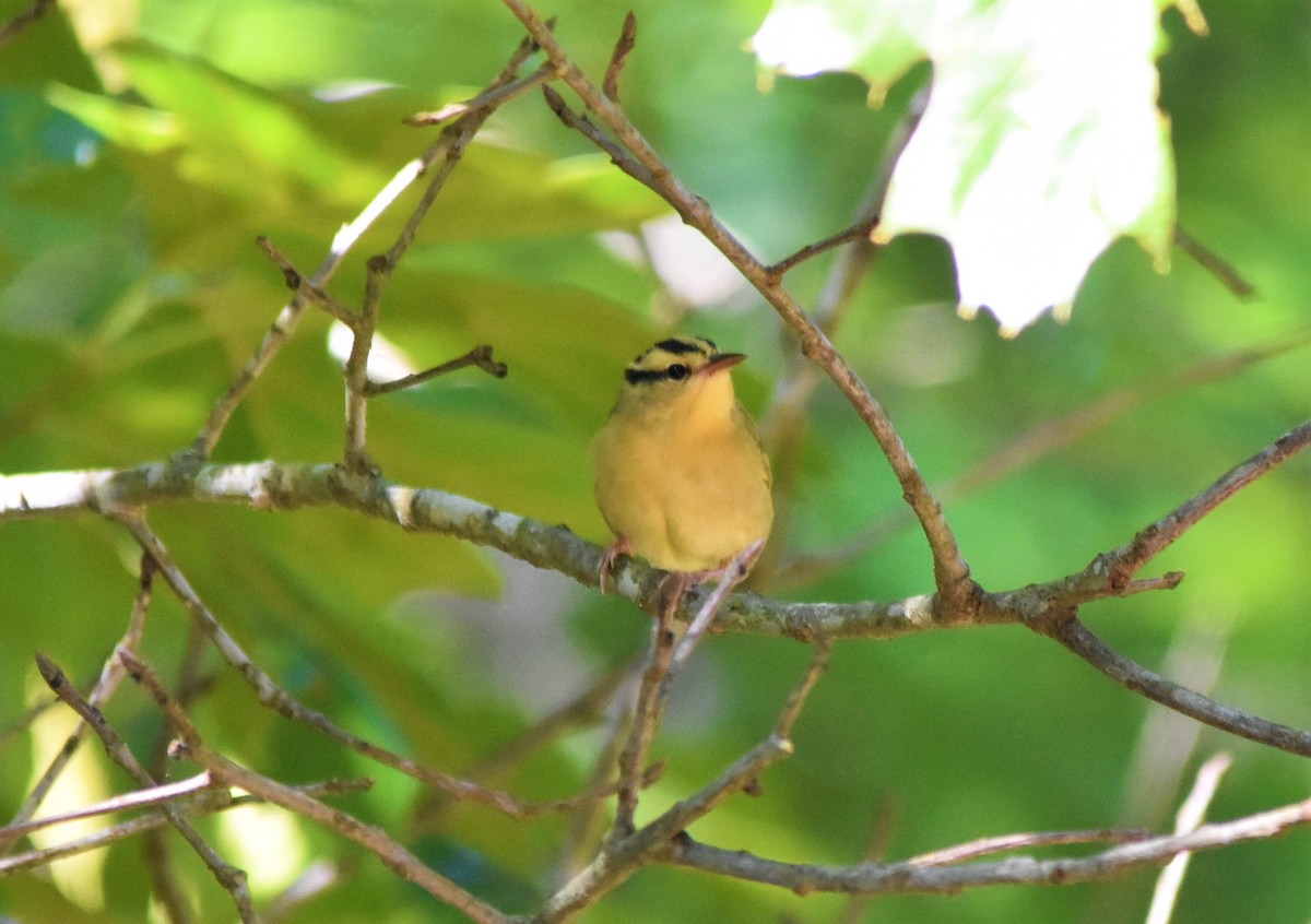 Worm-eating Warbler - ML579230711