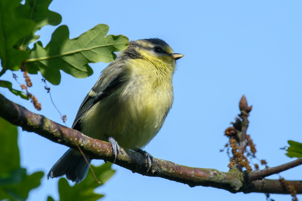 Cinciarella - ML579231601