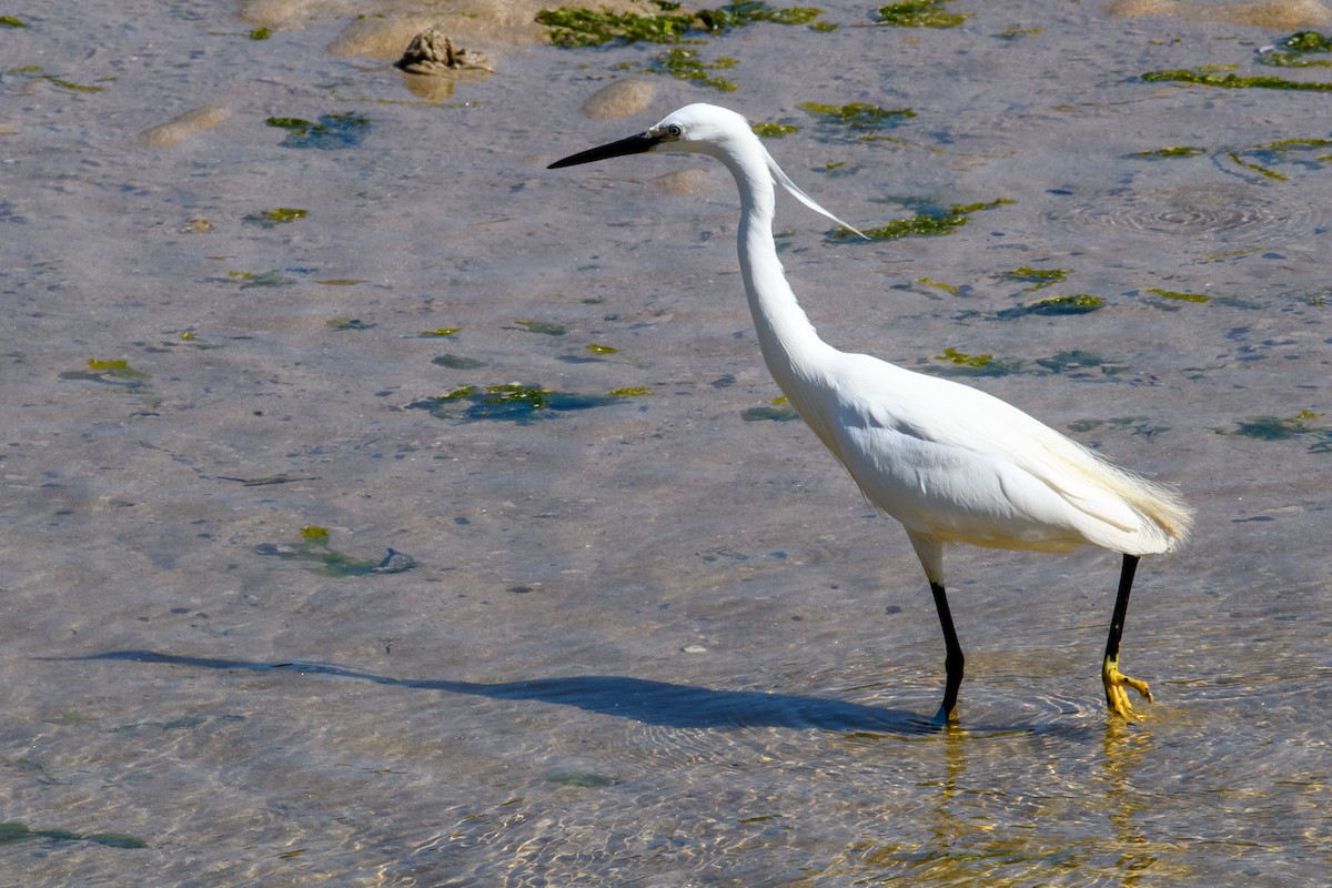 Garzetta - ML579231651