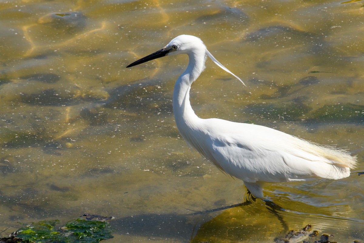 Garzetta - ML579231661