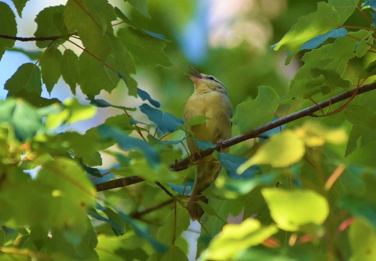 Worm-eating Warbler - ML579231711