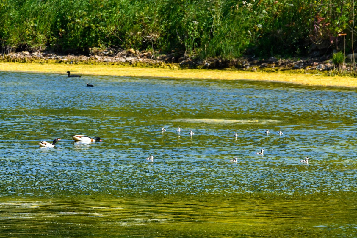 Volpoca - ML579231811