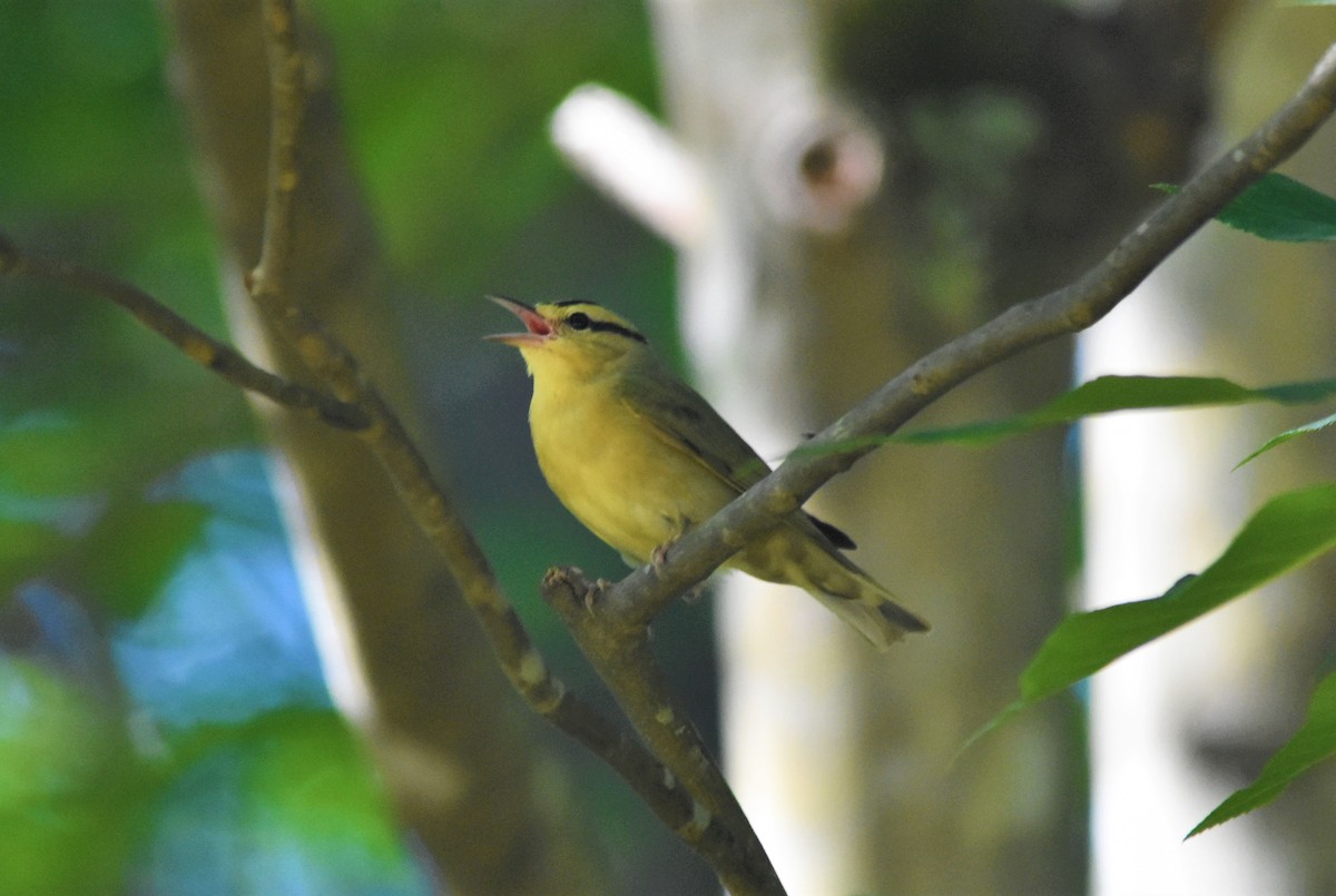 Worm-eating Warbler - ML579231911