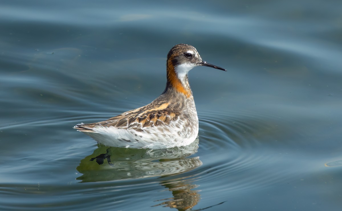 Red-necked Phalarope - Harvey Fielder