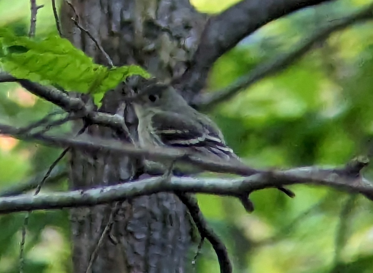 Acadian Flycatcher - ML579232231