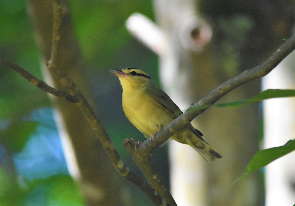 Worm-eating Warbler - ML579232301