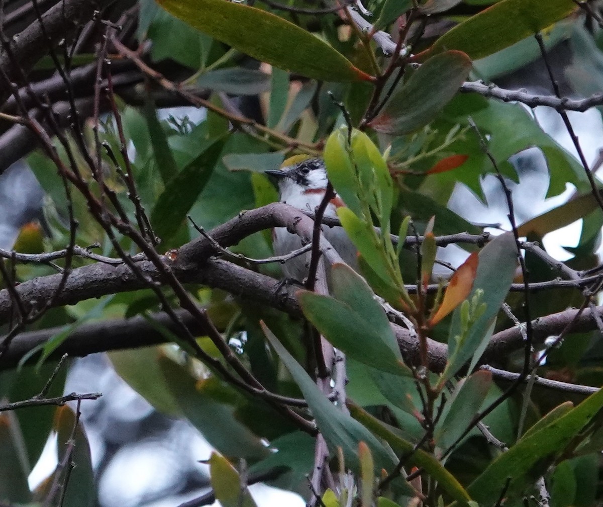 Chestnut-sided Warbler - ML579232641