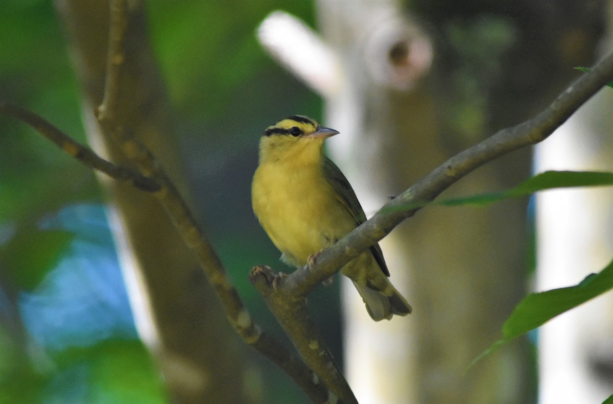 Worm-eating Warbler - ML579232691