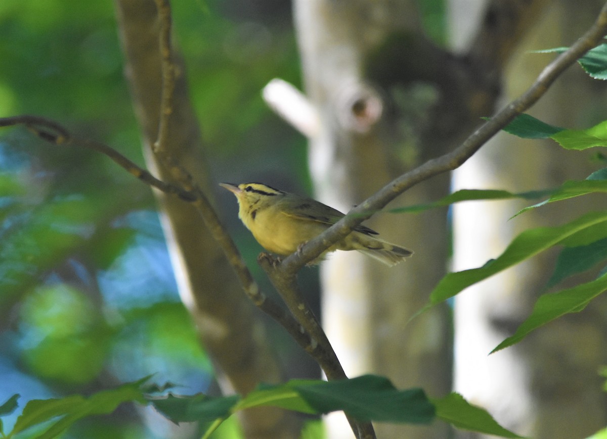 Worm-eating Warbler - ML579232951