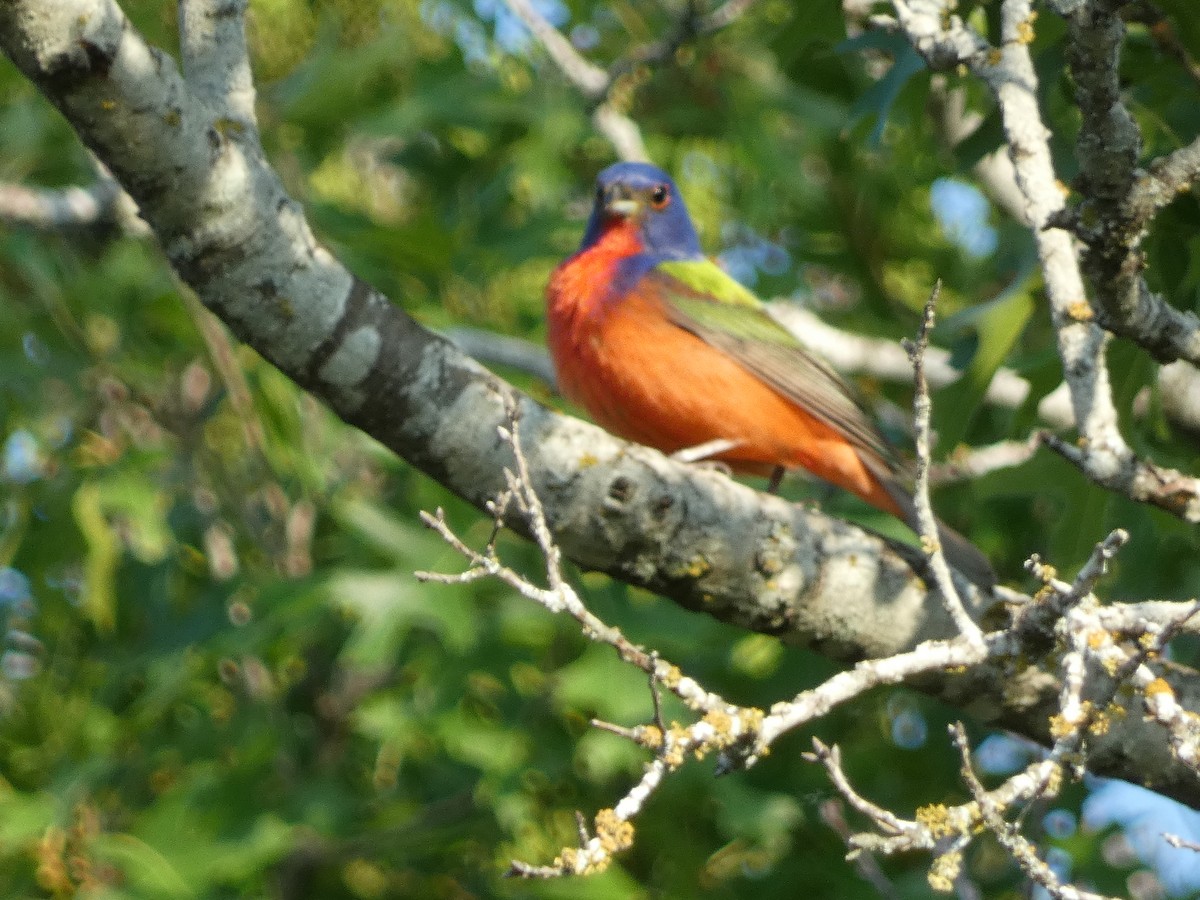 Painted Bunting - ML579233031