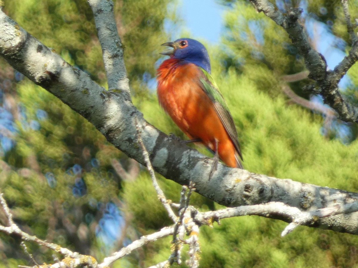 Painted Bunting - ML579233041