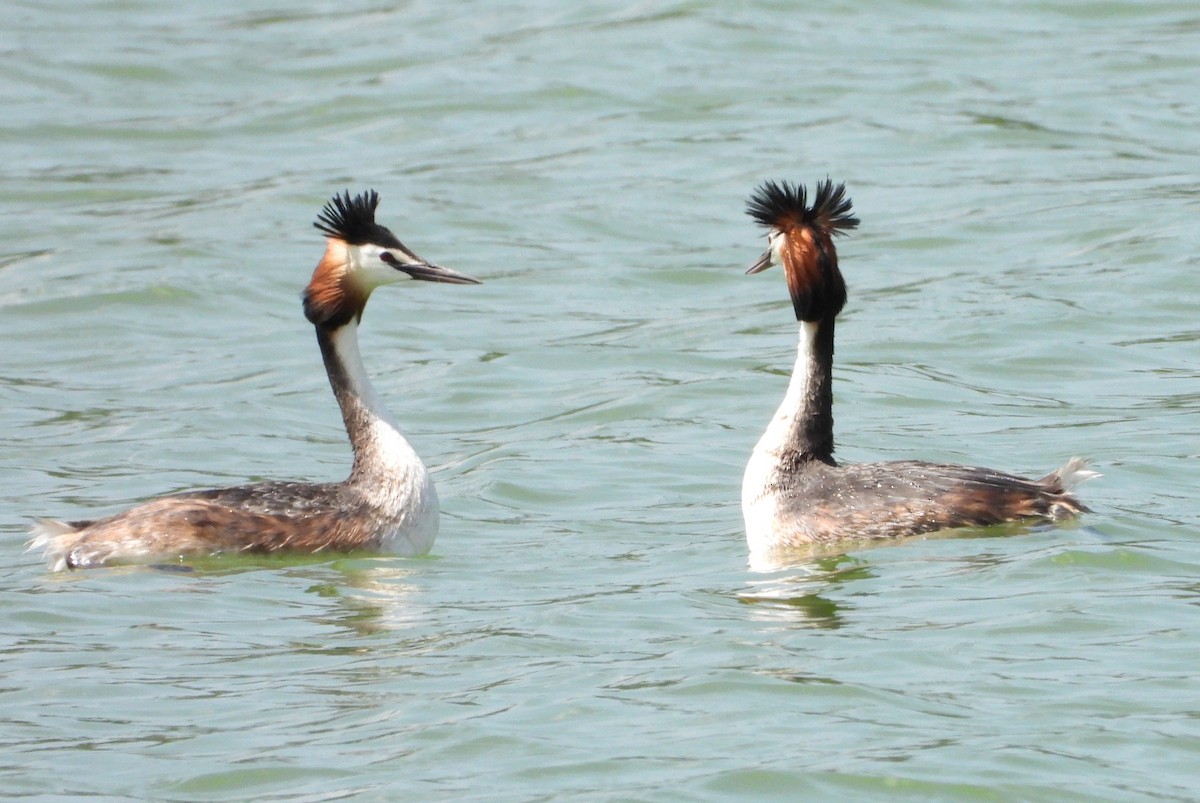 Great Crested Grebe - ML579233291