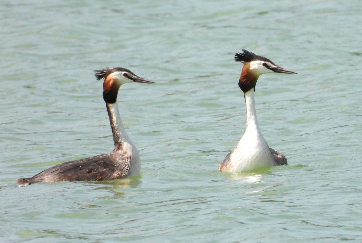 Great Crested Grebe - ML579233301