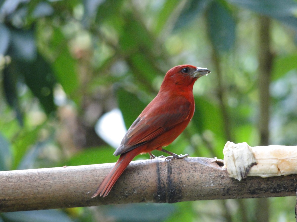 Hepatic Tanager - ML57923331