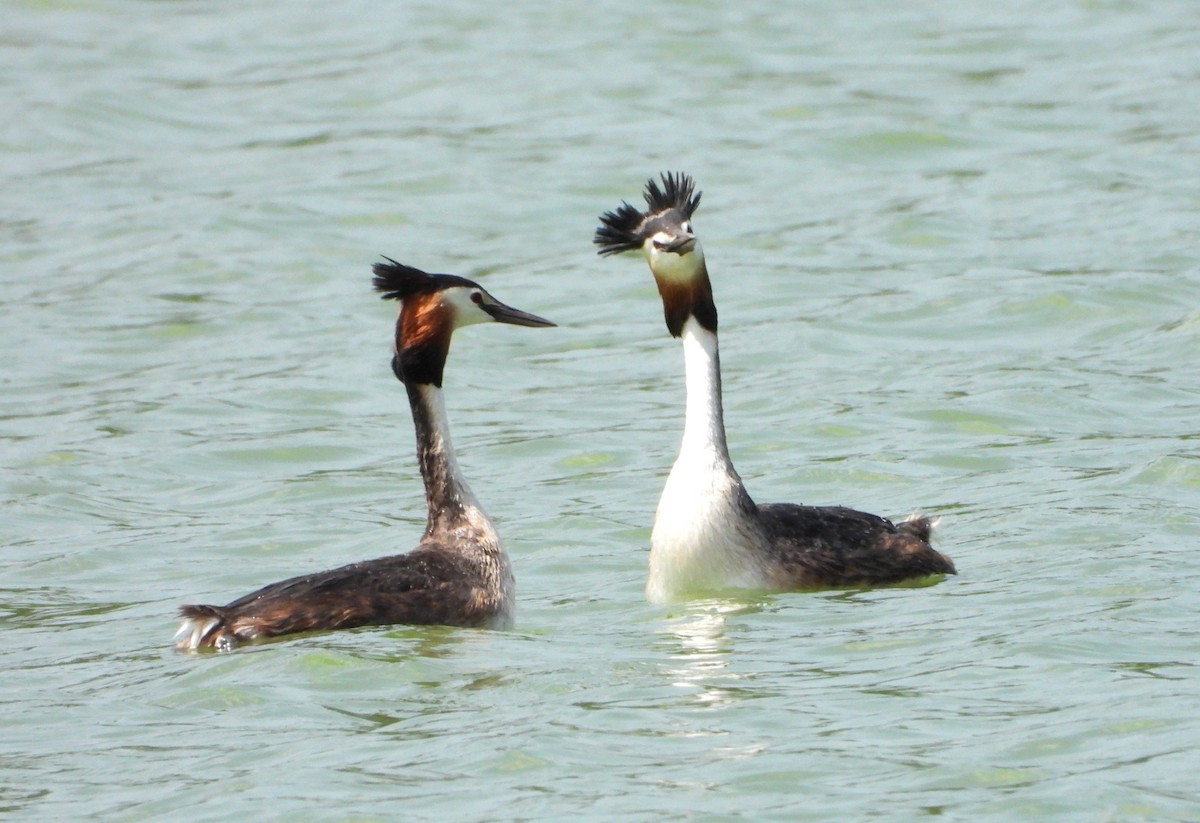 Great Crested Grebe - ML579233311