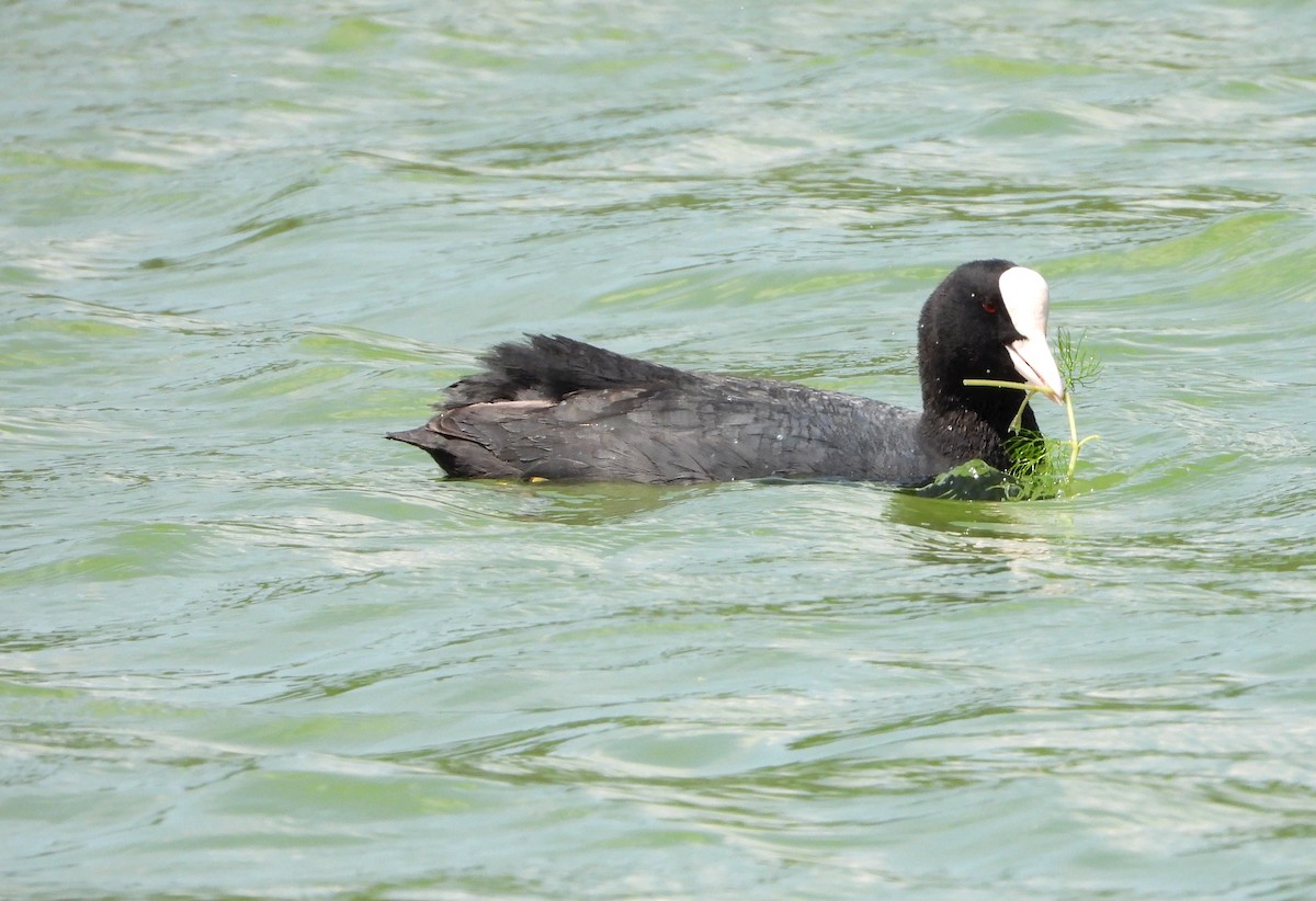Eurasian Coot - ML579233361