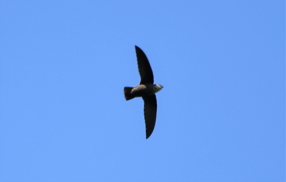 Chimney Swift - ML579233991