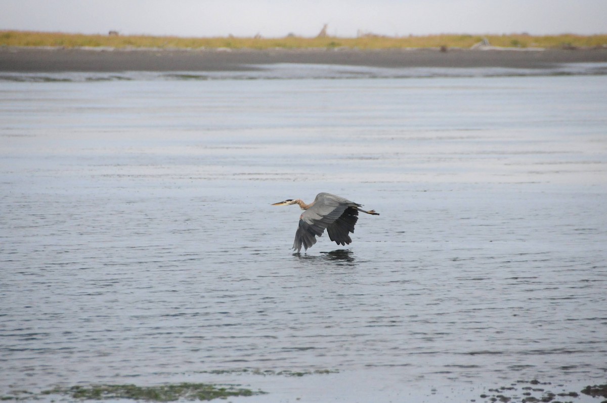 Great Blue Heron - ML579234001