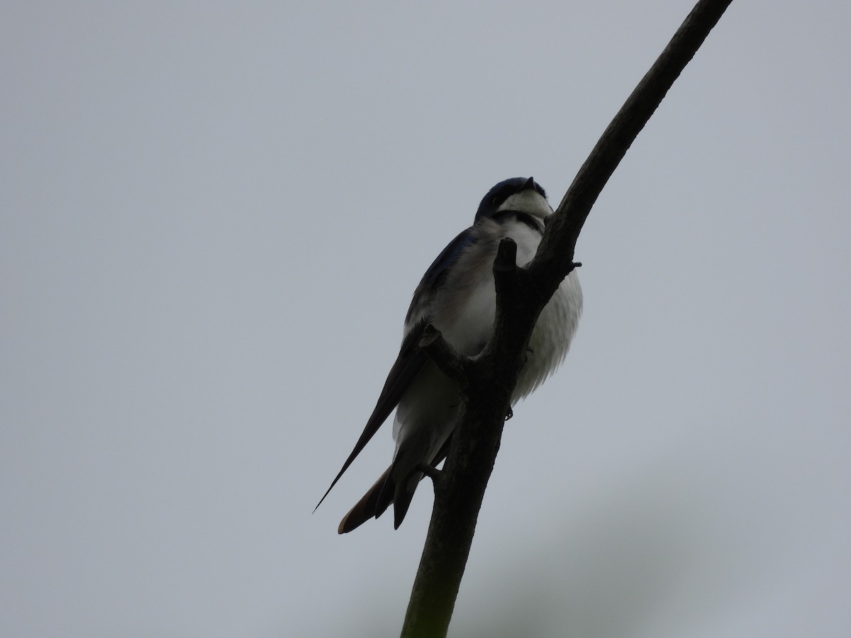 Tree Swallow - Glenn Pannier